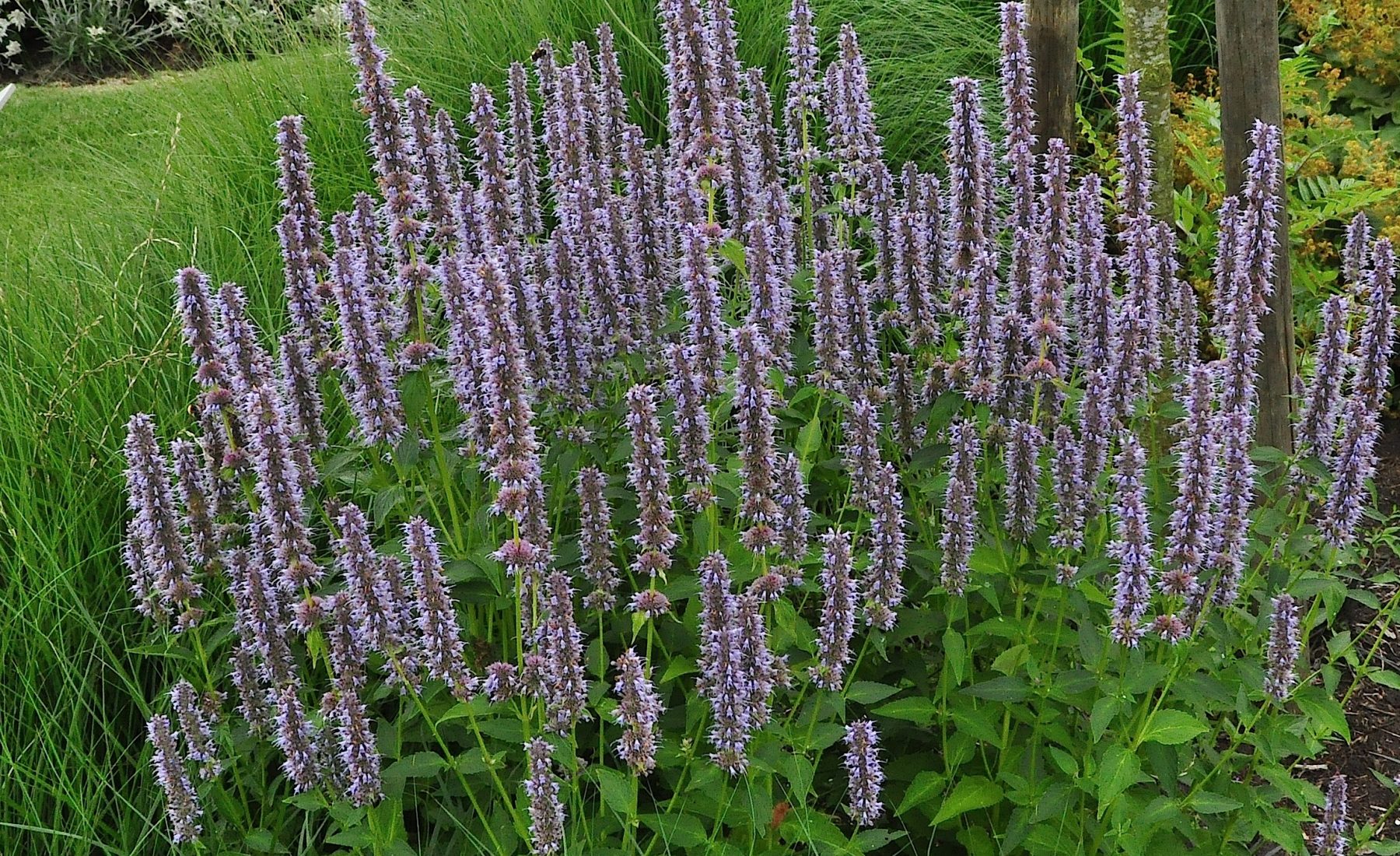Agastache_'Blue_Fortune'_habitus